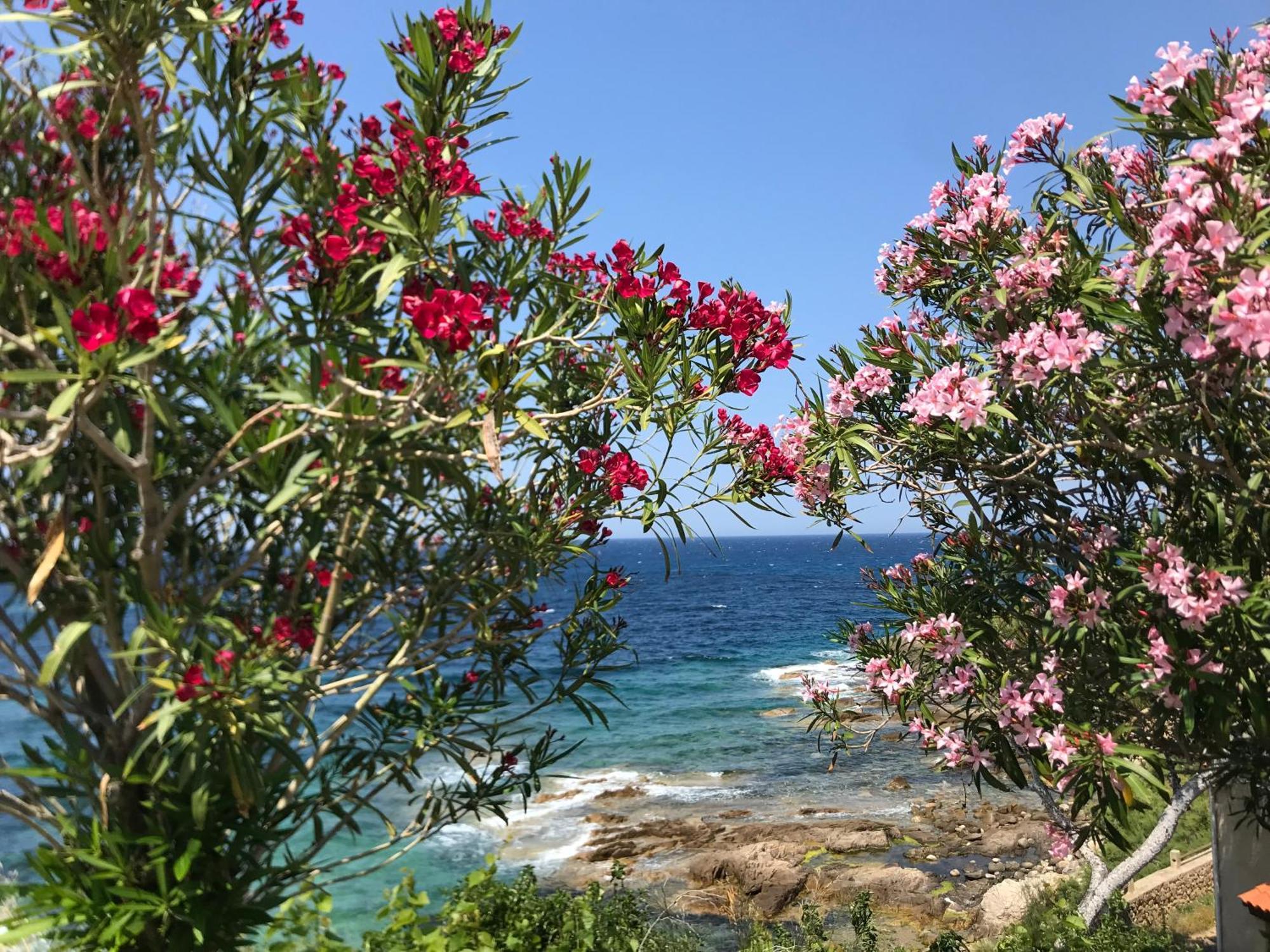 Nidu Accogliente In Balagna Apartment LʼÎle-Rousse Екстериор снимка